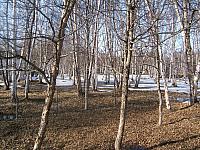 Beautiful birches at Base